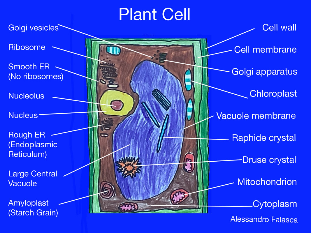 Plant and Animal Cell Project - St. Peter Catholic School - Greenville, NC