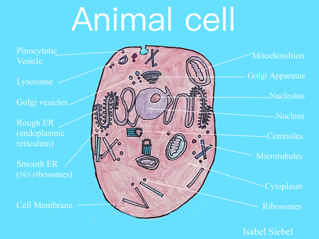 Plant and Animal Cell Project - St. Peter Catholic School - Greenville, NC